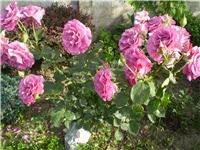 cf20a4c0-Picture 327.jpg
